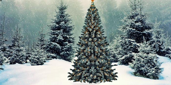 2560x1600 Let it Snow widescreen wallpaper