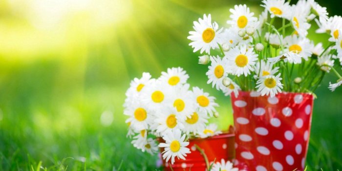 1600x900 Most Beautiful Flowers Wallpapers For Desktop