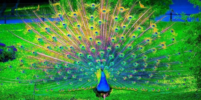 1280x720 The Most Beautiful Peacock Desktop Wallpaper, Pretty Peacock Images, Animal  Lovers 2018