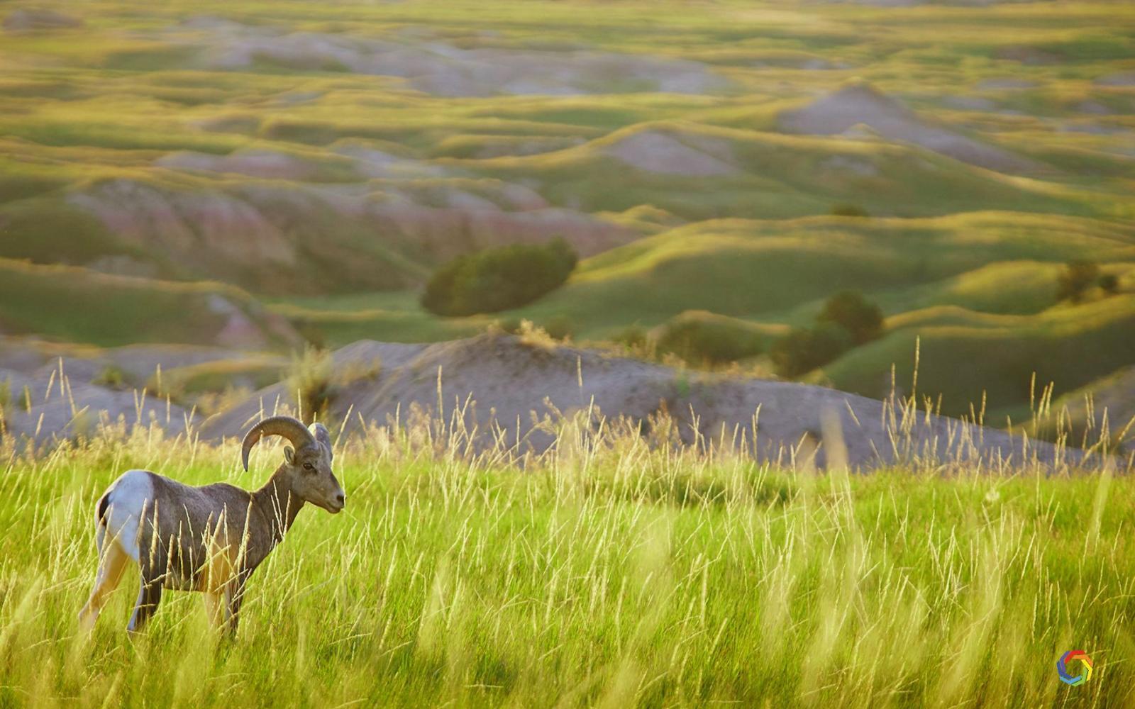 1920x1200 Download Animal Nature Dual Monitor Wallpapers 4K HD Widescreen