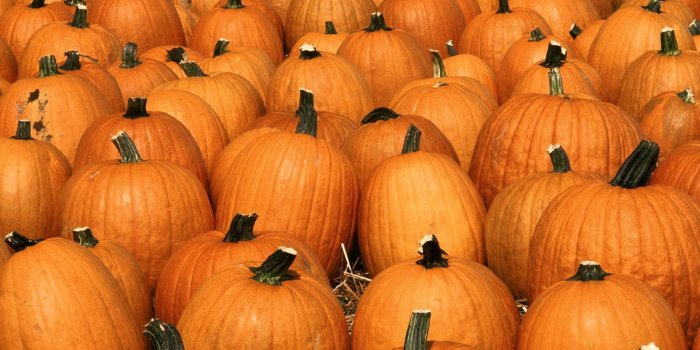 1600x1200 70+ HD Pumpkin Wallpapers - Download at WallpaperBro