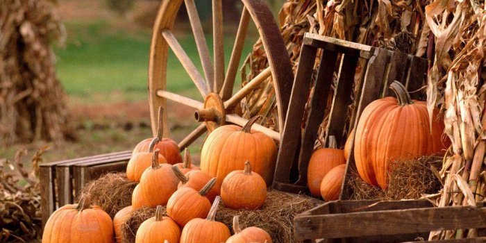 1024x768 Pumpkin Wallpapers