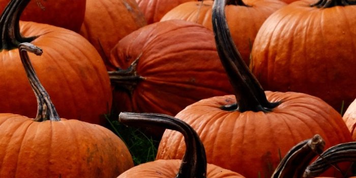 938x1668 Download wallpaper 938x1668 pumpkin, autumn, harvest iphone 8/7/6s/6