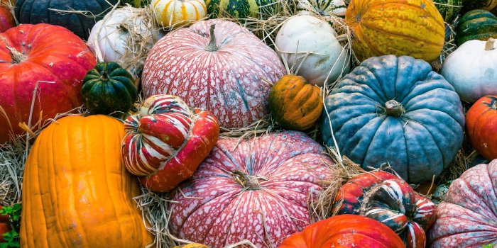 3840x2160 Colorful Pumpkins Autumn Wallpaper - iPhone, Android & Desktop