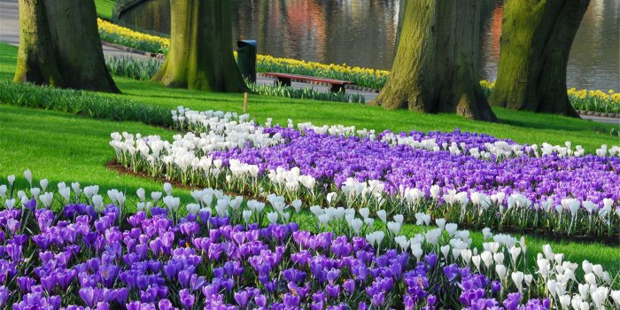 1920x1200 Keukenhof Largest Garden Wallpaper HD | Flowers | Tulips garden