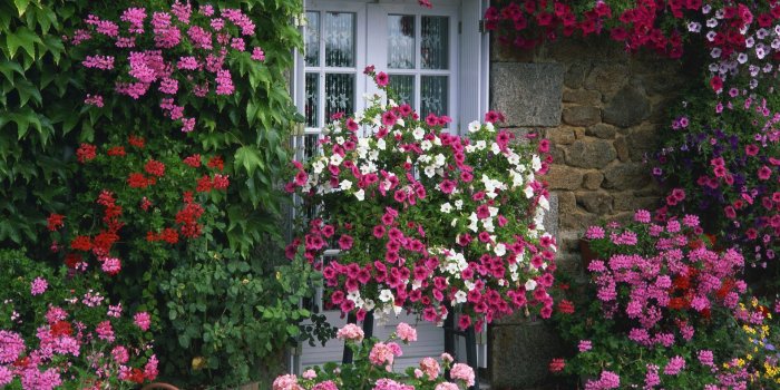 1920x1080 Flower Garden Wallpapers | Best Wallpapers