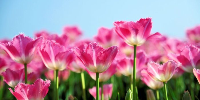 2560x1600 Tulips Flower Garden #6950471