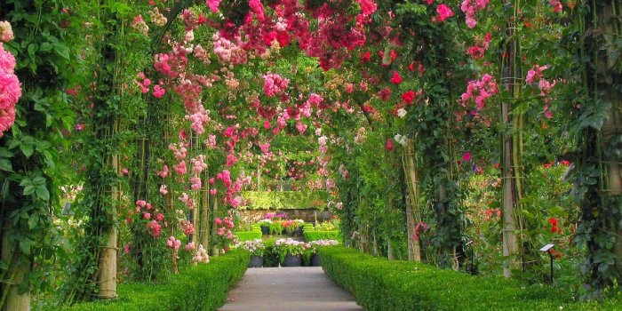 1600x1200 Rose Flower Garden Wallpapers