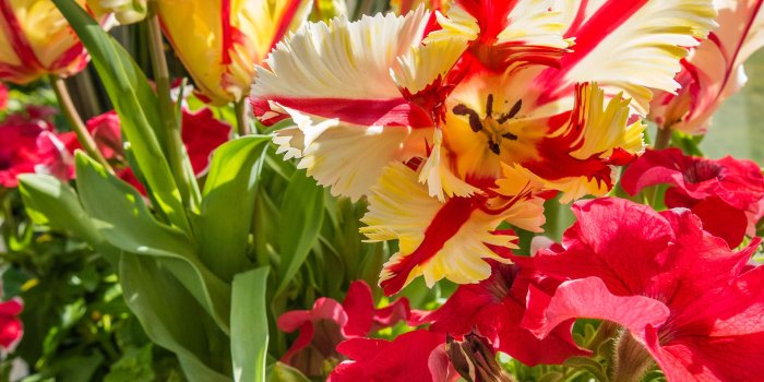 1920x3840 Mobile Wallpapers | Phipps Conservatory and Botanical Gardens