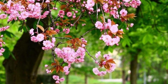 867x924 Spring Flowers Garden Wallpaper for Android - APK Download
