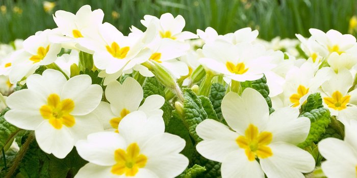 1600x1200 Free Spring Flowers, Download Free Clip Art, Free Clip Art on