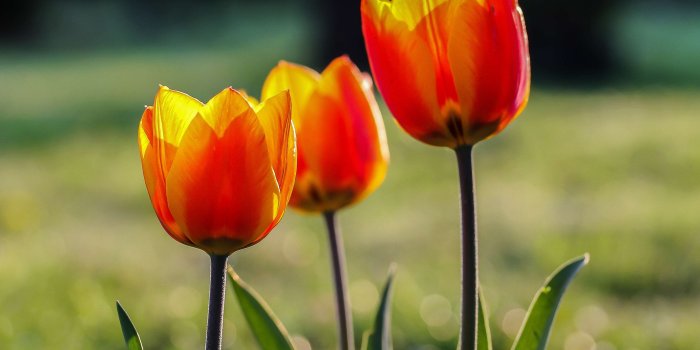 3377x2416 3099104 color, flower garden, garden, nature, red yellow tulips