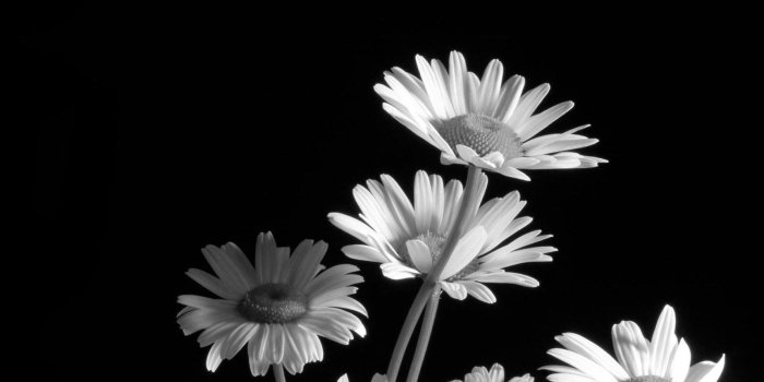 1920x1080 Wallpaper - Black & White Flower (#253530) - HD Wallpaper Download