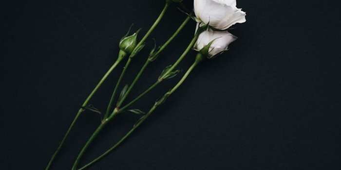 1000x1500 Rose Wallpaper Hd 294163 - Flowers Black Background Iphone Xr Free