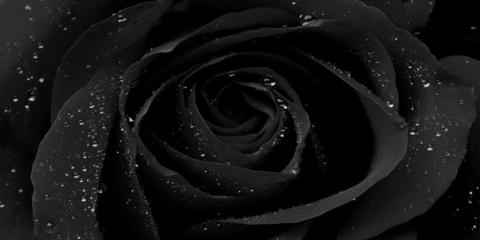 1440x900 Black Rose HD Wallpapers | HD Wallpapers digitalhint.net | Canvas