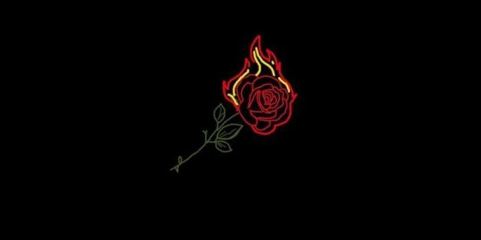975x1554 burning rose 