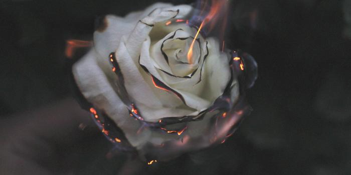 5184x3456 A burning Rose | Beautiful Wallpaper | Burning rose, Fire image