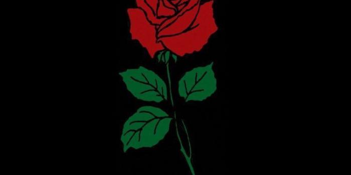 750x1334 Ahmad Hassan on Dope in 2019 | Rose wallpaper, Dark wallpaper