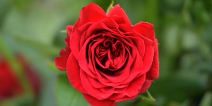 1400x1050 The Daily Dirt February 14, 2018: Roses, kits, and poems - Dirty