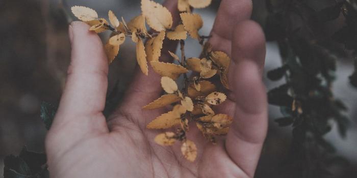 1000x1400 Dope | 35 best free dope, dark, forest and plant photos on Unsplash