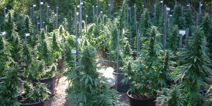 1280x960 Cannabis in Australia - Wikipedia