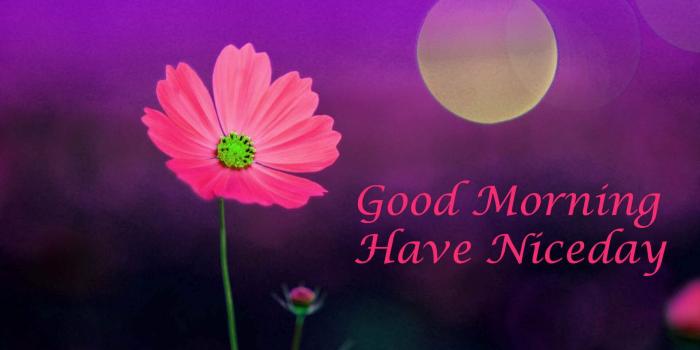 1920x1200 good morning images with flowers free download | donni | Good