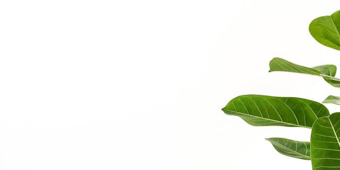 1000x1334 20+ Free Plant Images on Unsplash