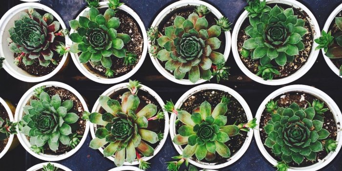 1366x768 Download wallpaper 1366x768 houseleek, pots, plant tablet, laptop hd