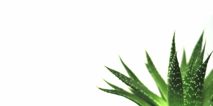 1920x1080 45+ Plant Computer Wallpapers - Download at WallpaperBro
