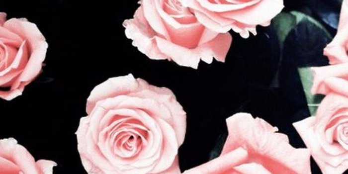 1080x1920 Pink Rose Girly Wallpaper For Mobile | Best HD Wallpapers