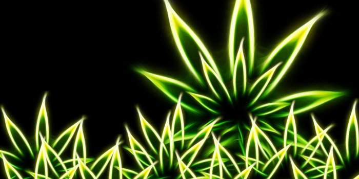 1440x1080 44+] Weed Images Wallpapers on WallpaperSafari