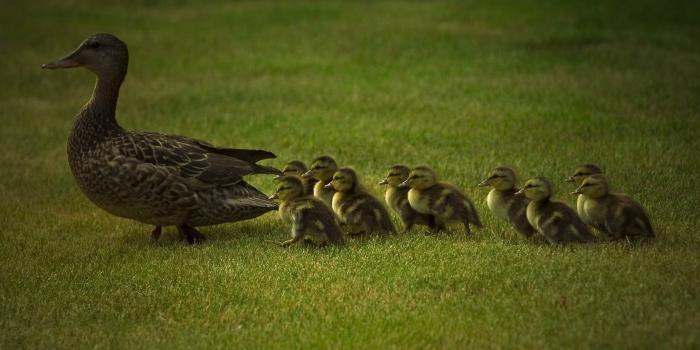 1920x1080 HD wallpaper: brown and black horse carriage, Duck Dynasty, TV, Dumb