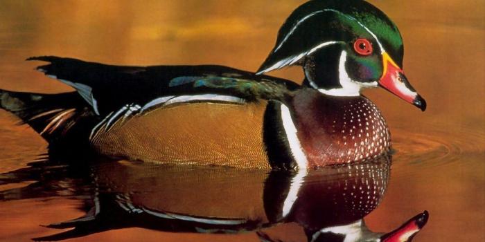 1024x768 50+] Ducks Unlimited Wallpaper on WallpaperSafari