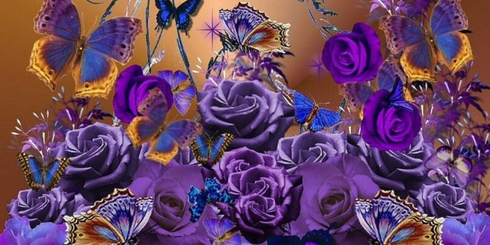 1024x768 Purple roses and butterflies for Berni - yorkshire_rose Wallpaper