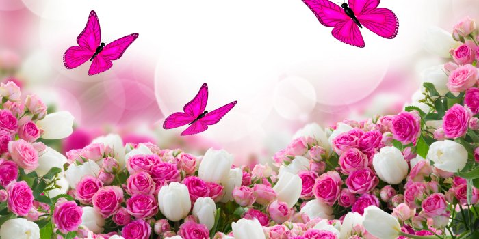 6000x4500 Picture Butterflies rose tulip Flowers Many 6000x4500