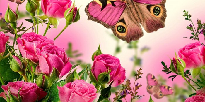 1229x1024 Pictures Butterflies rose Pink color flower