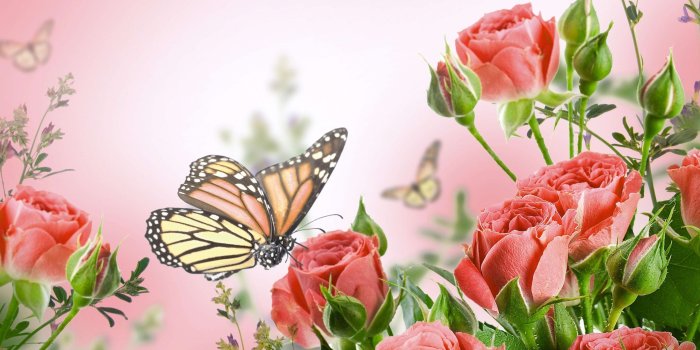 2560x1600 Flowers butterflies butterfly soft bokeh j wallpaper | 2560x1600
