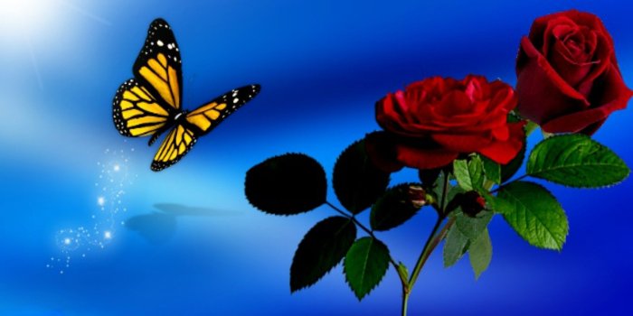 1920x1080 Butterfly Sky Spring Blue Roses Red Flowers Wallpapers - Blue