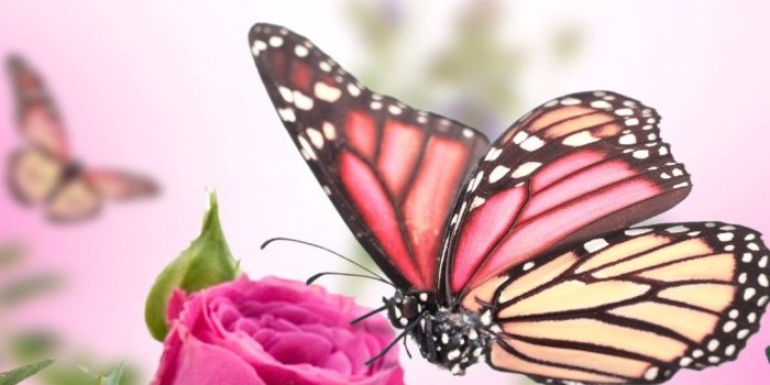 1080x1920 Pink roses, flowers, butterflies 1080x1920 iPhone 8/7/6/6S Plus