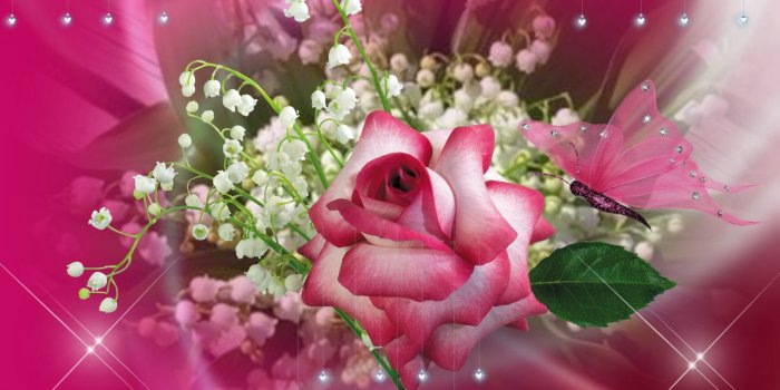 1980x1200 Butterfly and rose wallpaper Gallery