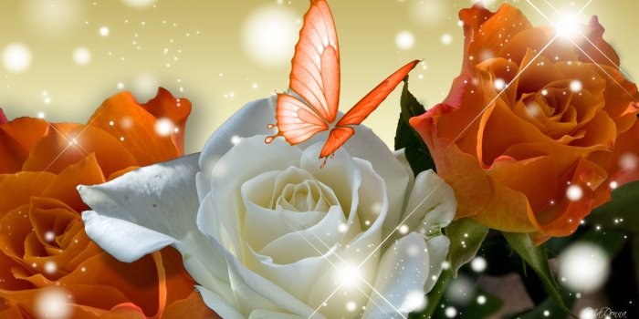 1920x1080 Flowers: Glow White Summer Roses Butterfly Rose Orange Spring High