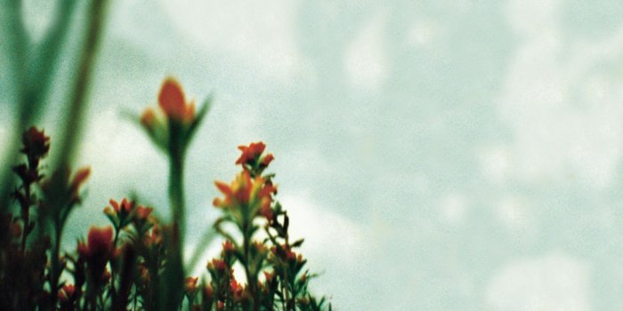 1920x1200 Wet Cement Wallpapers: Nine Inch Nails - The Fragile (flowers