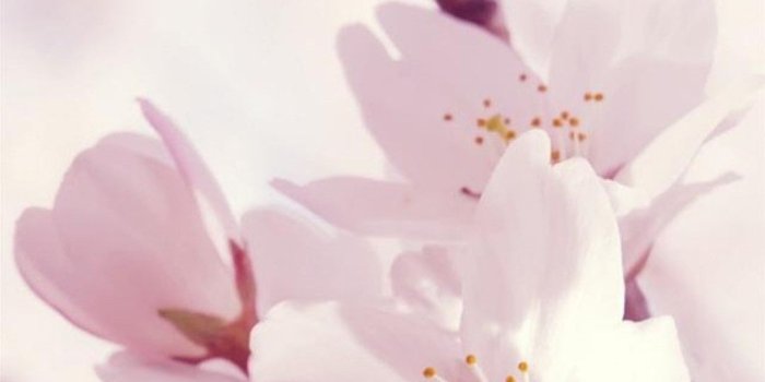 1080x1920 Bright Flower Wallpaper (43+ images)