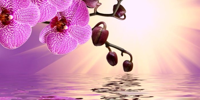 1332x850 Wallpaper flowers, sunshine, Orchid, pink, water, flowers, beautiful