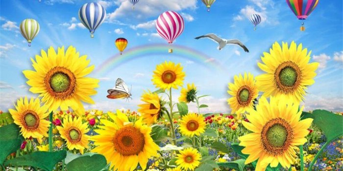 1000x800 Lqwx Golden Yellow Senior Wallpaper Sunflower Smiling Beautiful