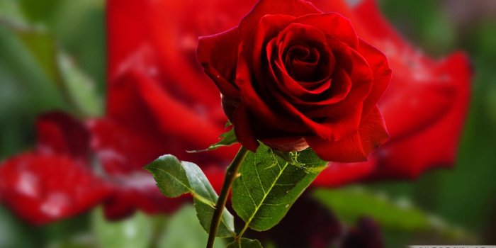 1920x1200 Beautiful Pictures Of Roses For Wallpaper - More Beautiful Rose