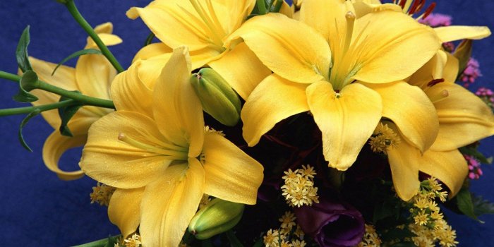 1552x1164 The most beautiful Flower Wallpapers of the World | Just ..