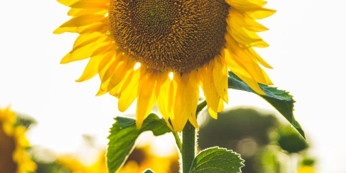 1000x1500 Flower Wallpapers: Free HD Download [500+ HQ] | Unsplash