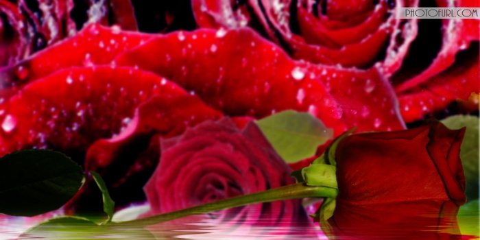 1920x1200 Most Beautiful Pink Yellow Rose Flowers Wallpapers Laptops or