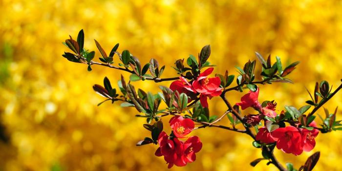 1920x1080 Beautiful Flowers Wallpaper (60+ images)